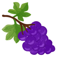Watercolor Grape, Hand painted decoration clipart png