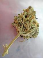 Medical marihuana buds close up background smoking weed photo