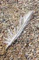 Bird down macro on beach stones background fine art in high quality prints products Canon 5DS - 50,6 Megapixels photo