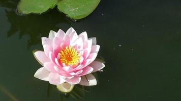 pink waterlily flower closeup video