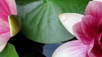 pink waterlily flowers and leaves closeup video