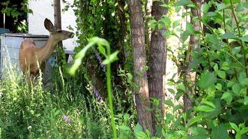 cerf mangeant des feuilles, faune video