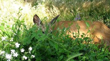 hirsche fressen blätter, wild lebende tiere video