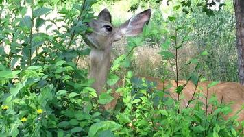 deer eating tree leaves, wildlife video