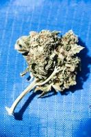 Medical marihuana buds close up background smoking weed photo