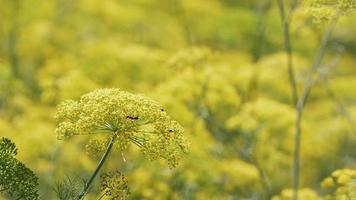 flor de eneldo amarillo en el viento en la naturaleza video