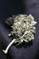 Medical marihuana buds close up background smoking weed photo