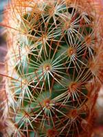 Tropical plants macro cactus and succulents backgrounds wallpapers fine art prints photo