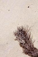 Dog tail on beach macro background high quality photo