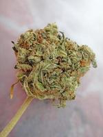 Medical marihuana buds close up background smoking weed photo