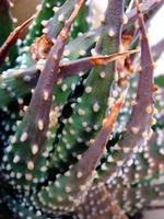 Tropical plants macro cactus and succulents backgrounds wallpapers fine art prints photo