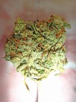 Medical marihuana buds close up background smoking weed photo