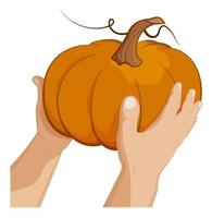 male hands hold big pumpkin fruit. Autumn harvest. Autumn Halloween pumpkins. Edible plants. Cartoon vector on white background