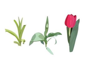 Stages of development of a tulip. Vector illustration.