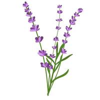 Bouquet of lavender flowers. Vector illustration of lavender flowers isolated on white background