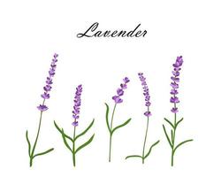 colección de flores de lavanda.ilustración vectorial de flores de lavanda aisladas sobre fondo blanco vector