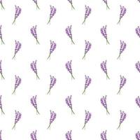 Seamless pattern lavender flowers pattern on white background.Floral vector pattern
