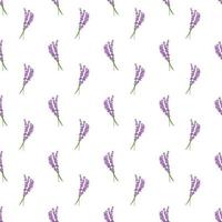 Seamless pattern lavender flowers pattern on white background.Floral vector pattern