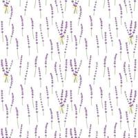 Seamless pattern lavender flowers pattern on white background.Floral vector pattern