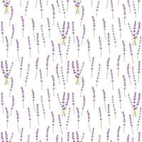 Seamless pattern lavender flowers pattern on white background.Floral vector pattern