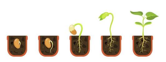 Germination seed in flower pot. Sprout in soil. Vector illustration beginning growth flowers.