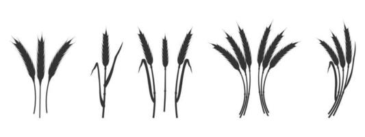 silueta orejas trigo. plantas de cereales de sombra negra. vector