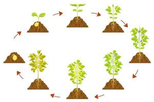 infografía del proceso de crecimiento de la soja. germinación de semillas y formación de tallos con frutos.