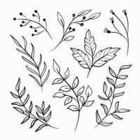 handdrawn foliage line art collection vector