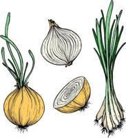 Onion. Drawing ink. Vector illustration.