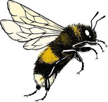 Bee. Vector illustration. Drawing ink.