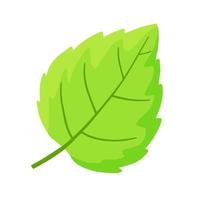 Mint leaf. Cool spice. Refreshment and freshness vector