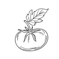 Hand drawn isolated tomato icon. Black outline illustration of vegetable. Tomato with leaf icon. vector