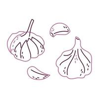 A whole set of garlic and cloves vector