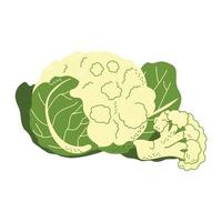Cauliflower is a useful vegetable from the garden vector