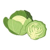 Whole and half white cabbage