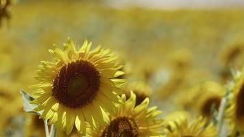 mooie natuurlijke plant zonnebloem in zonnebloem veld in zonnige dag video