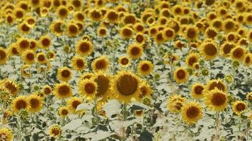 schöne natürliche Pflanzensonnenblume im Sonnenblumenfeld am sonnigen Tag video