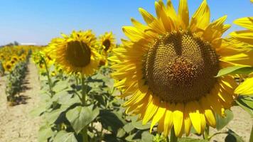 schöne natürliche Pflanzensonnenblume im Sonnenblumenfeld am sonnigen Tag video