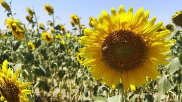 belle plante naturelle tournesol dans le champ de tournesol en journée ensoleillée video