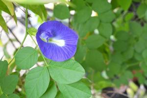 Clitoria Ternatea, Commonly Known As Butterfly Pea Flower photo