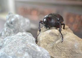 Closeup of beautiful Asian rhinoceros beetles. photo