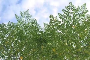 Green Moringa leaves with a white cloudy blue sky background photo