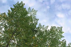 Moringa plant with towering stems and branches photo