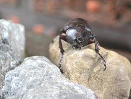 Front view The rhinoceros beetle stands on a brown fossil rock photo