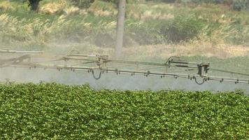 disinfettare lo spray al campo di piante di cotone video