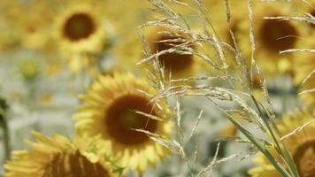 mooie natuurlijke plant zonnebloem in zonnebloem veld in zonnige dag video