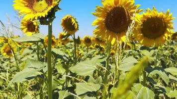 schöne natürliche Pflanzensonnenblume im Sonnenblumenfeld am sonnigen Tag video