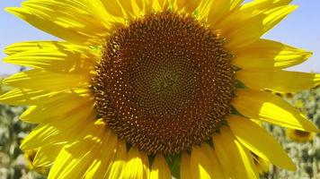 mooie natuurlijke plant zonnebloem in zonnebloem veld in zonnige dag video