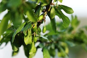 fresh green unripe plums on a branch of tree with sunlight. fruits garden in a spring sunny day. harvest photo