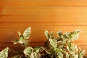 leaves of houseplants on the background of trees wall. Rubber Tree houseplant. Indoor plant against a lacquered wooden wall. Copy space. Home gardening. photo